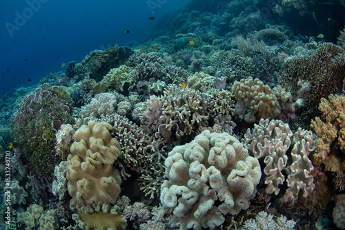 Fototapeta Naklejka Na Ścianę i Meble -  Healthy corals thrive on a shallow reef in Wakatobi National Park, Indonesia. This remote area is a popular destination for scuba diving and snorkeling due to its incredible marine biodiversity.