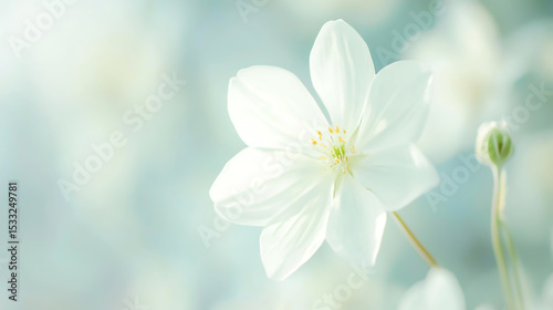 White flower in soft color and blur style for background.