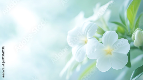 White flower in soft color and blur style for background.