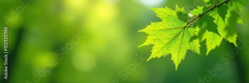 Fresh, vibrant green maple leaves unfurling in springtime , vernal, environment