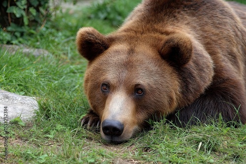 A brown grizzly bear lying on the grass