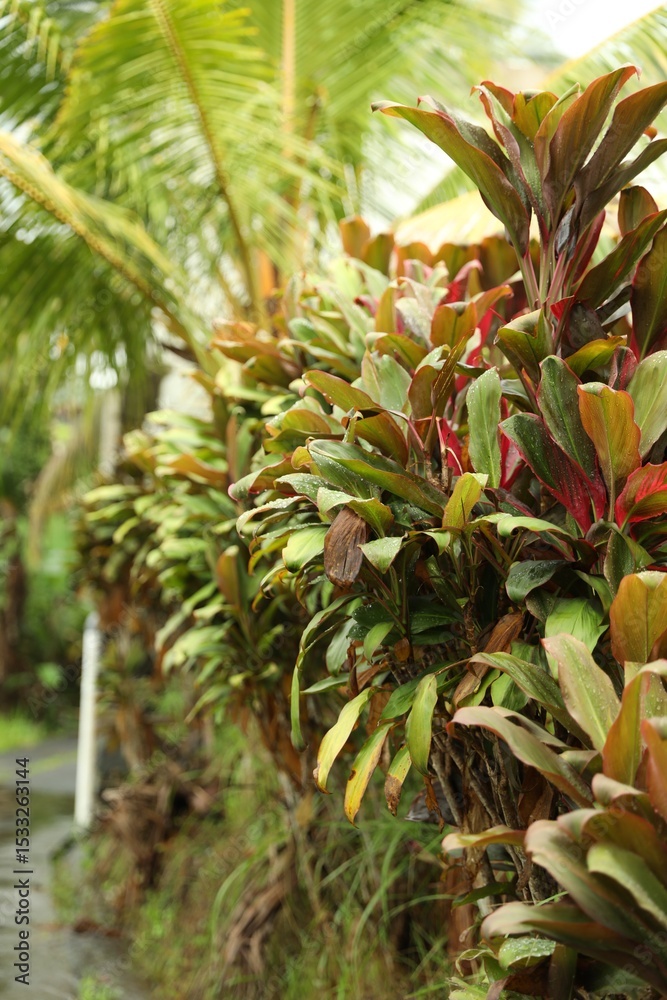 Obraz premium Vibrant Cordyline fruticosa plant growing outdoors, closeup