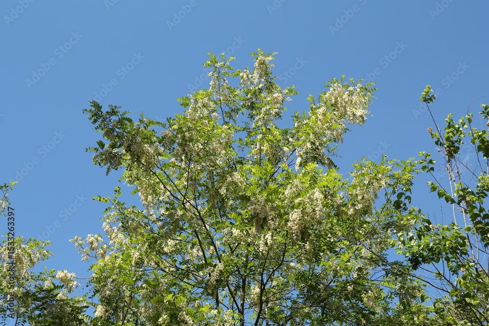 Tree branches with green leaves and flowers under blue sky, low angle view Tree branches with green leaves and flowers under blue sky, low angle view
