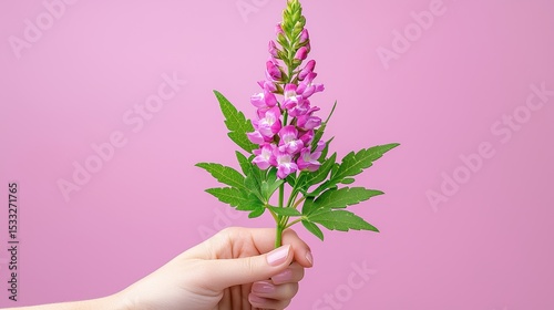 Hand Holding a Delicate Pink Flower Against a Pink Background