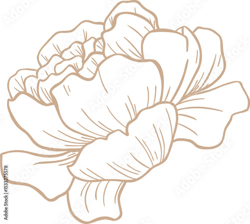 Flat line art peony bloom is showcasing layered petals and soft shading on transparent background