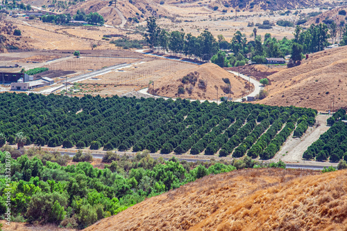 California orange grove near Redlands. 