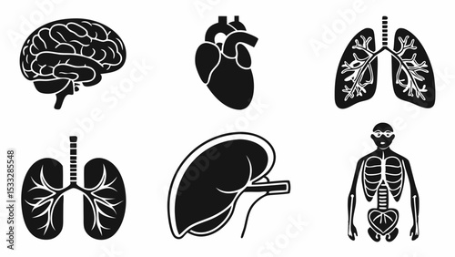 Human Anatomy Internal Organs Illustrations, Brain, Heart, Lungs, Liver