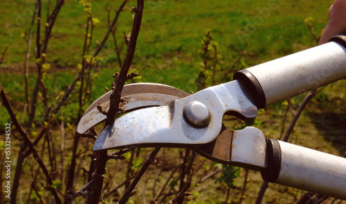 Pruning trees with pruning shears in the garden