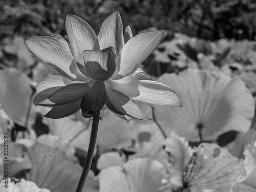 ハスの花 monochrome
