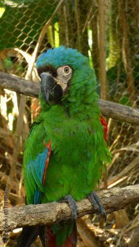 blue and yellow macaw ara