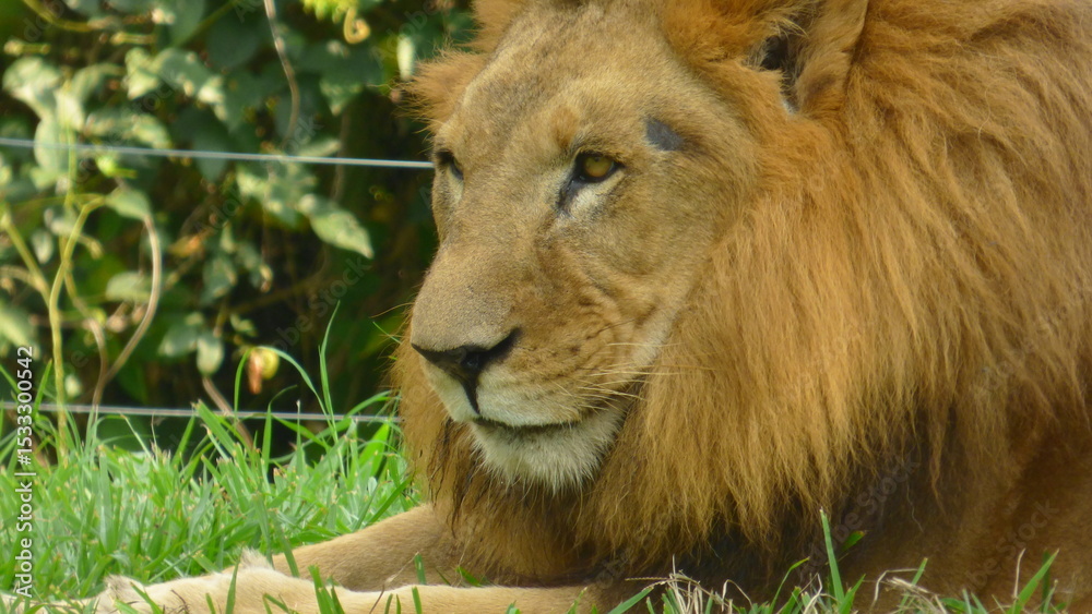 Fototapeta premium lion in the grass