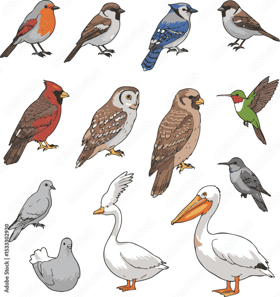 Fototapeta premium Colorful birds vector set – variety of cute bird illustrations for kids, vibrant feathers, educational prints, children’s book art, cartoon style birds, nature learning visuals, fun animal graphics.