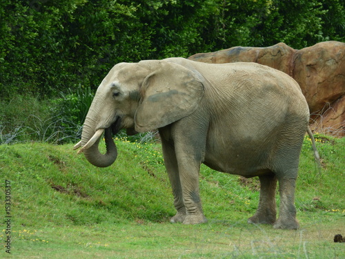 Photography elephant in the zoo