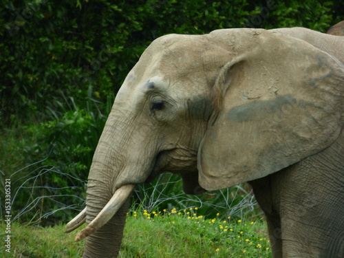 Canvas Print elephant in the zoo