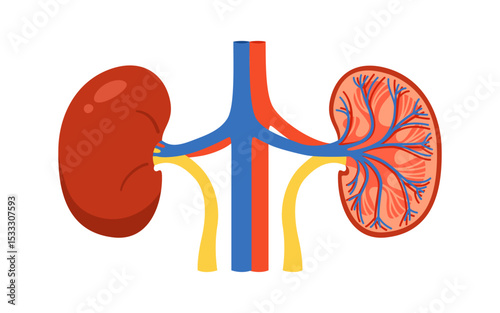 Human kidney in section and whole cartoon stylized vector illustration. Anatomical kidneys organ symbol on white background. Drawing human kidney for medical, childrens education simple style design