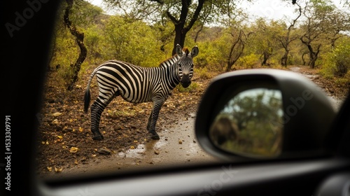 Zebra in a rainy African savanna