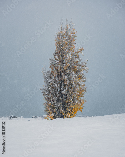 Autumn trees in a snowy landscape
