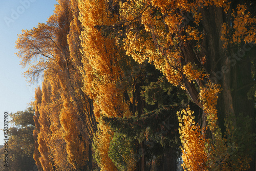 Bright yellow trees in the countryside in the peak of autumn in New Zealand.