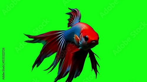 Siamese fighting fish green screen, Generative AI