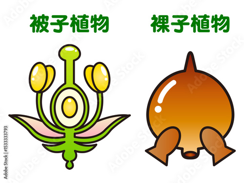 シンプルな被子植物と裸子植物の図解イラスト素材