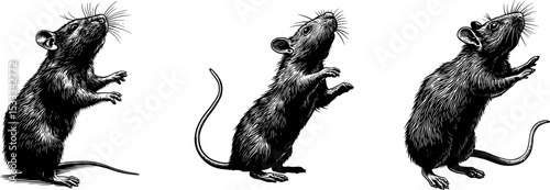 Vector rat being lifted up into, black vector style artwork, linocut, thick outlines, isolated on transparent background