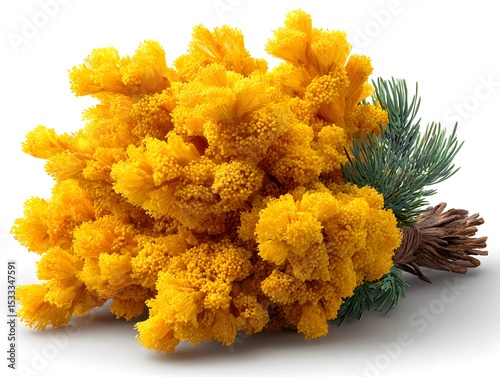 Bright yellow coral fungus with evergreen boughs make an interesting nature still life on white background.