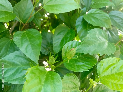 green leaves in the garden background, Hibiscus (Hibiscus rosa-sinensis) A plant known as a popular ornamental plant in tropical and subtropical areas.
