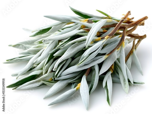 A small bunch of willow leaves with green hues are scattered on a white surface, creating a simple composition.