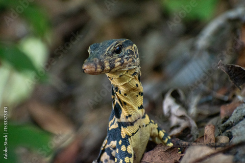 Tableau sur toile lizzard inside the forrest