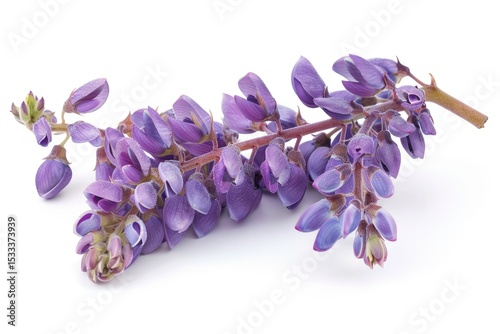 Flawless Image of Glycine Max Isolated on a White Background