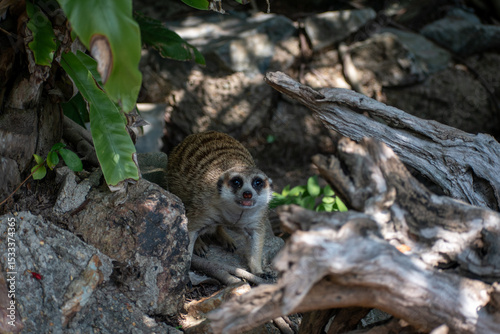 Meerkat, suricate look with curiosity photo