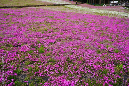 Pink Shibazakura Flower or Moss Phlox at Hitsujiyama Park in Chichibu, Saitama, Japan - 日本 埼玉県 秩父 羊山公園 芝桜の丘	