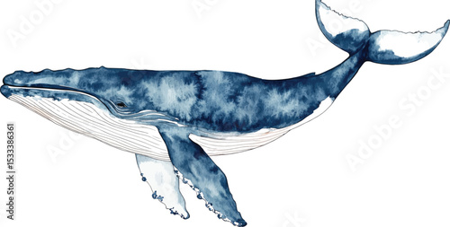 Watercolor blue whale  illustration vector isolated on white background. Hand-painted realistic underwater animal art.