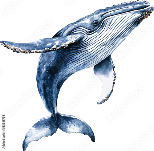 Watercolor blue whale  illustration vector isolated on white background. Hand-painted realistic underwater animal art.