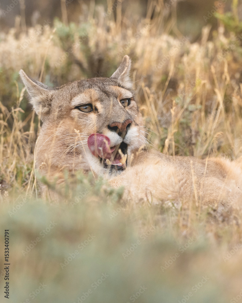 Fototapeta premium Pumas in Torres del Paine National Park, Patagonia