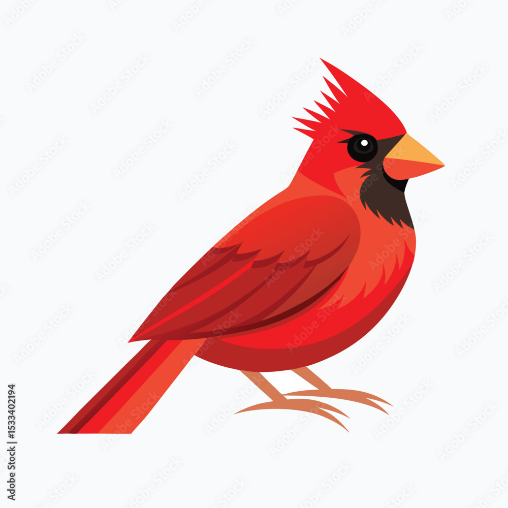 Obraz premium red cardinal on white background