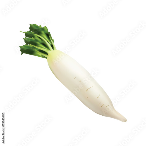 raddish illustration on white background vol 01