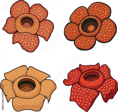 vector collection of rafflesia flower eps file