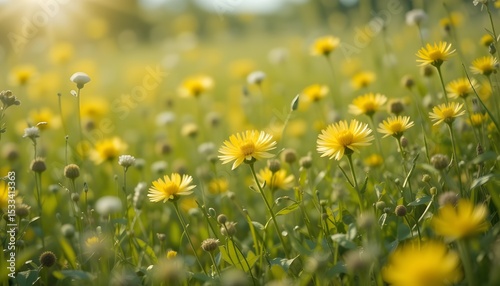 Cute Fluffy Yellow Wildflowers in Meadow on Sunny Spring or Summer Day with Soft Focus