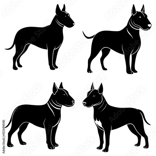 Four black bull terriers in different poses standing on a white background in a vector illustration