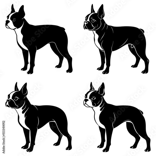 Four black and white boston terrier dogs standing in different poses on a white background design art