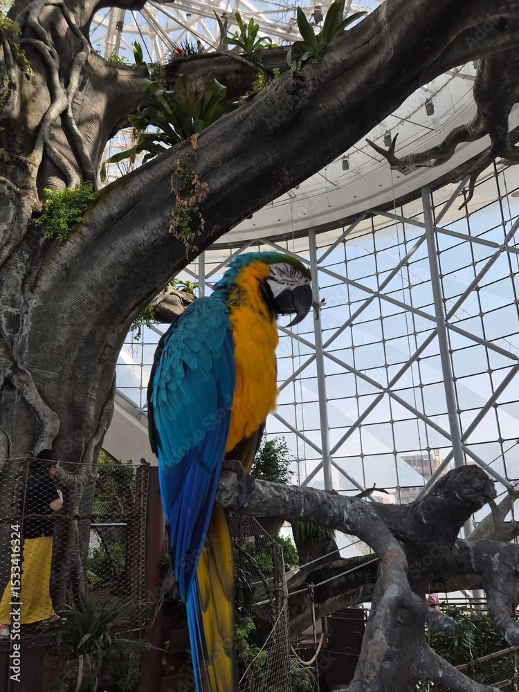 Obraz premium Macaw Bird