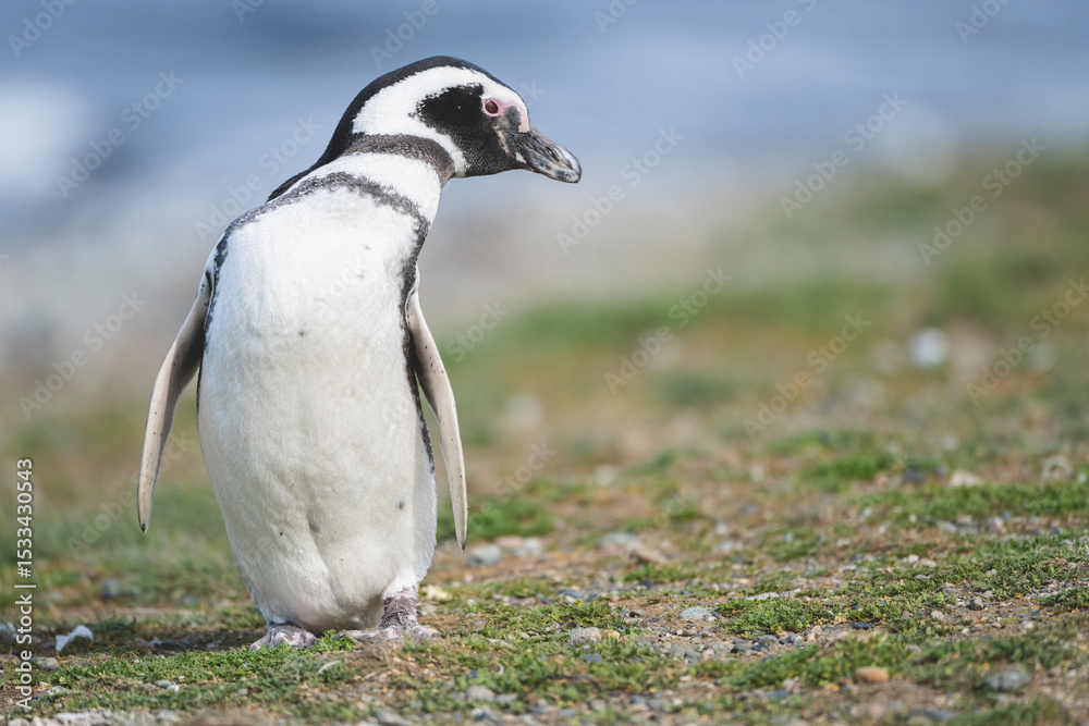 Fototapeta premium Magellanic Penguin, Patagonia