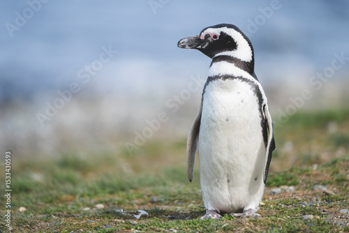 Magellanic Penguin, Patagonia