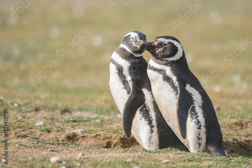 Magellanic Penguin, Patagonia