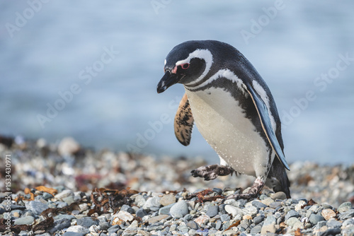Magellanic Penguin, Patagonia