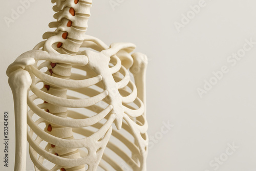 Detailed human skeleton ribcage model for educational anatomy study