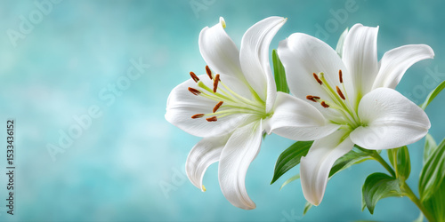White lily flower with green leaves on soft blue background, symbolizing purity and serenity in peaceful natural setting