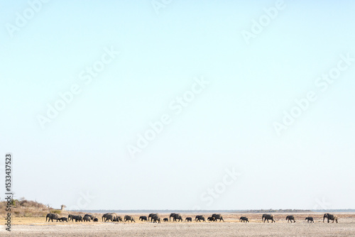 A large herd of elephants are lead by their matriach towards a waterhole in Etosha national Park, Namibia. photo