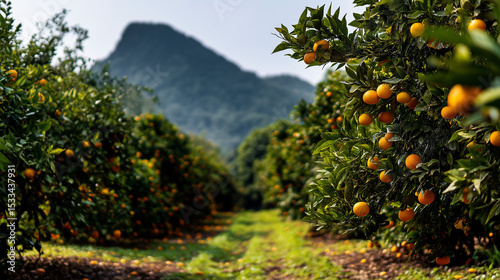 Orange grove at the foot of the mountain with large orange trees bearing many fruits, wide view with green mountains in the background, fresh and cool air,  ai generated images.